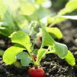 growing vegetables in the spring